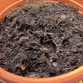 Photo of the plant species Purple Basil by @SoulmateBaibua6 named Demi on Greg, the plant care app