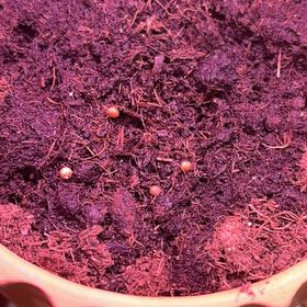 Photo of the plant species cilantro by @SoulmateBaibua6 named Sanders on Greg, the plant care app