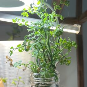 Photo of the plant species Common Rue by @SoulmateBaibua6 named Nemo on Greg, the plant care app