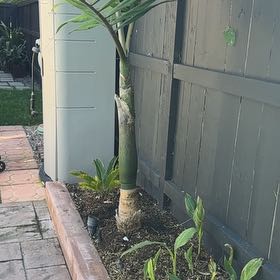 Photo of the plant species Christmas Palm by @AstuteOlneya85 named Rihanna on Greg, the plant care app