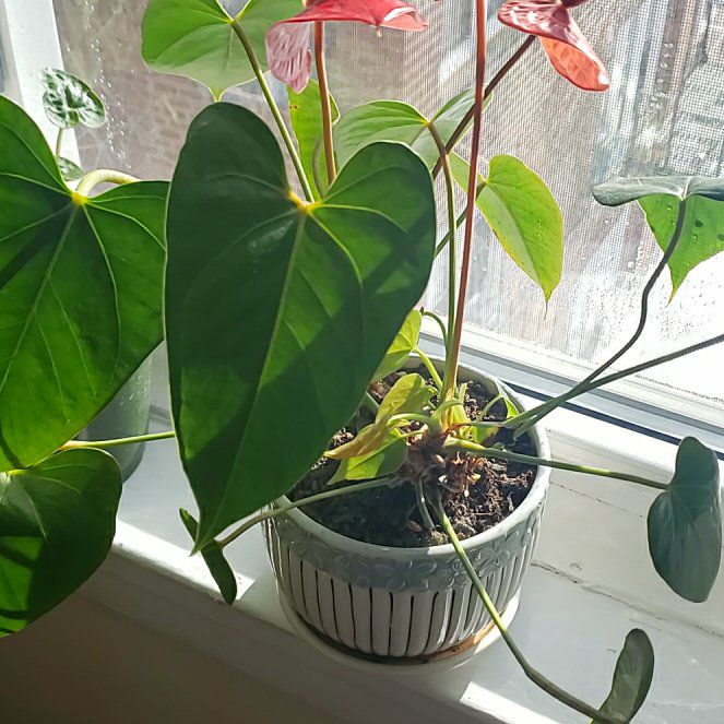 Photo of the plant species Homalomena anthurioides by @Inma named Sonora on Greg, the plant care app