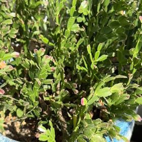 Photo of the plant species European Blueberry by @ConcreteTaro93 named Tree Diddy on Greg, the plant care app