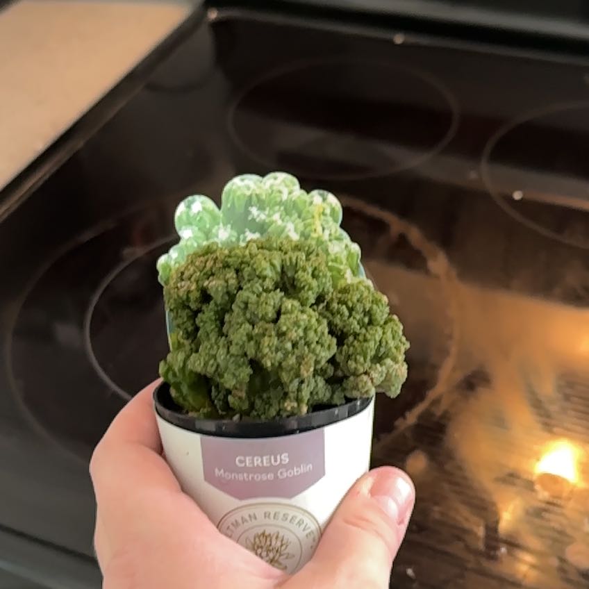 Photo of the plant species Cacti Succulent AR by @WinLantana53 named Austen on Greg, the plant care app