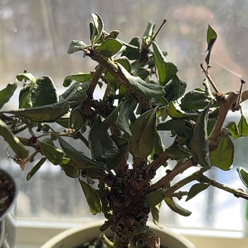 Photo of the plant species Bonsai Tree by @WinLantana53 named Athena on Greg, the plant care app