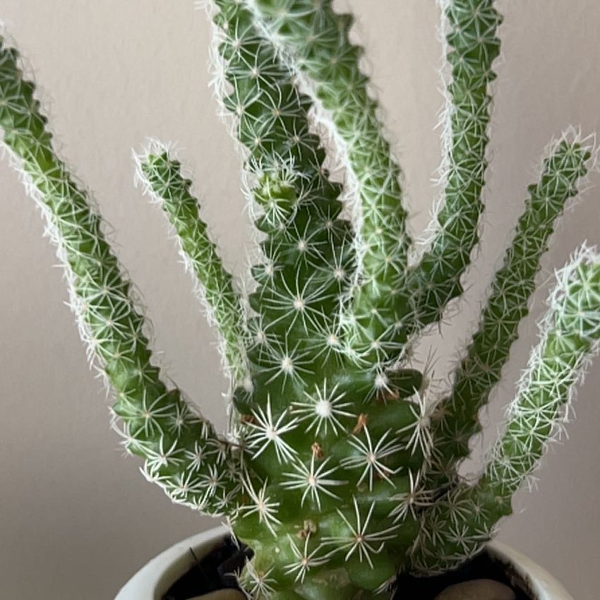 Photo of the plant species Octopus Cactus by @DearLacealoe53 named Sanders on Greg, the plant care app