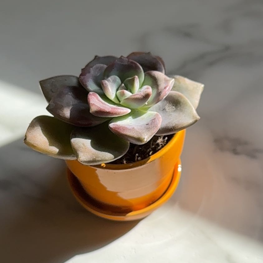 Photo of the plant species Graptopetalum pentandrum 'Superbum' by @MarvelLovage7 named sir sprouted on Greg, the plant care app