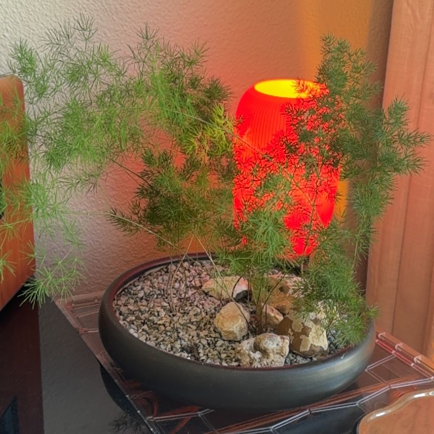 Photo of the plant species Ming Fern by @GemHardhead73 named Naomi on Greg, the plant care app