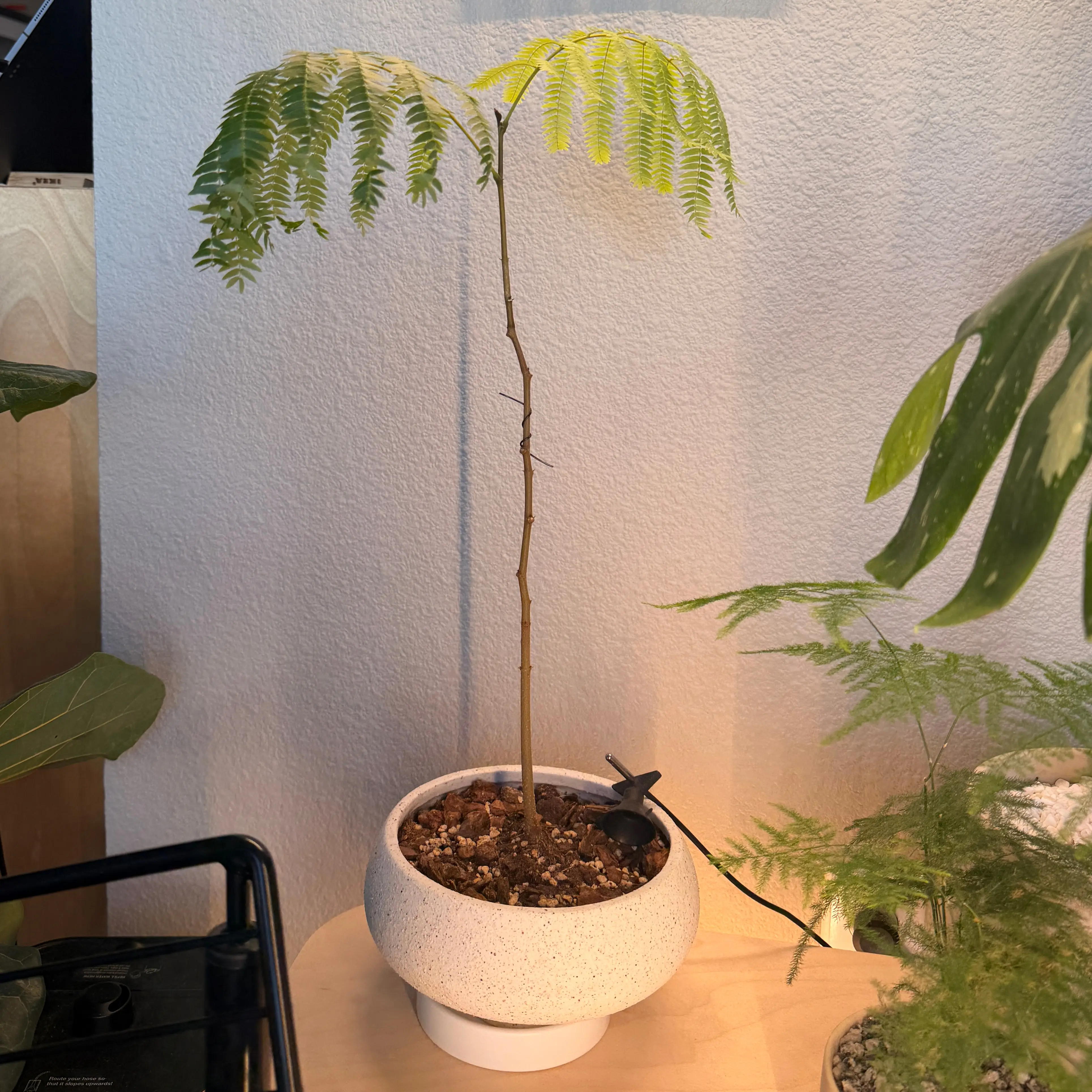 Photo of the plant species Japanese Everfresh Tree by @GemHardhead73 named Keanu Leaves on Greg, the plant care app