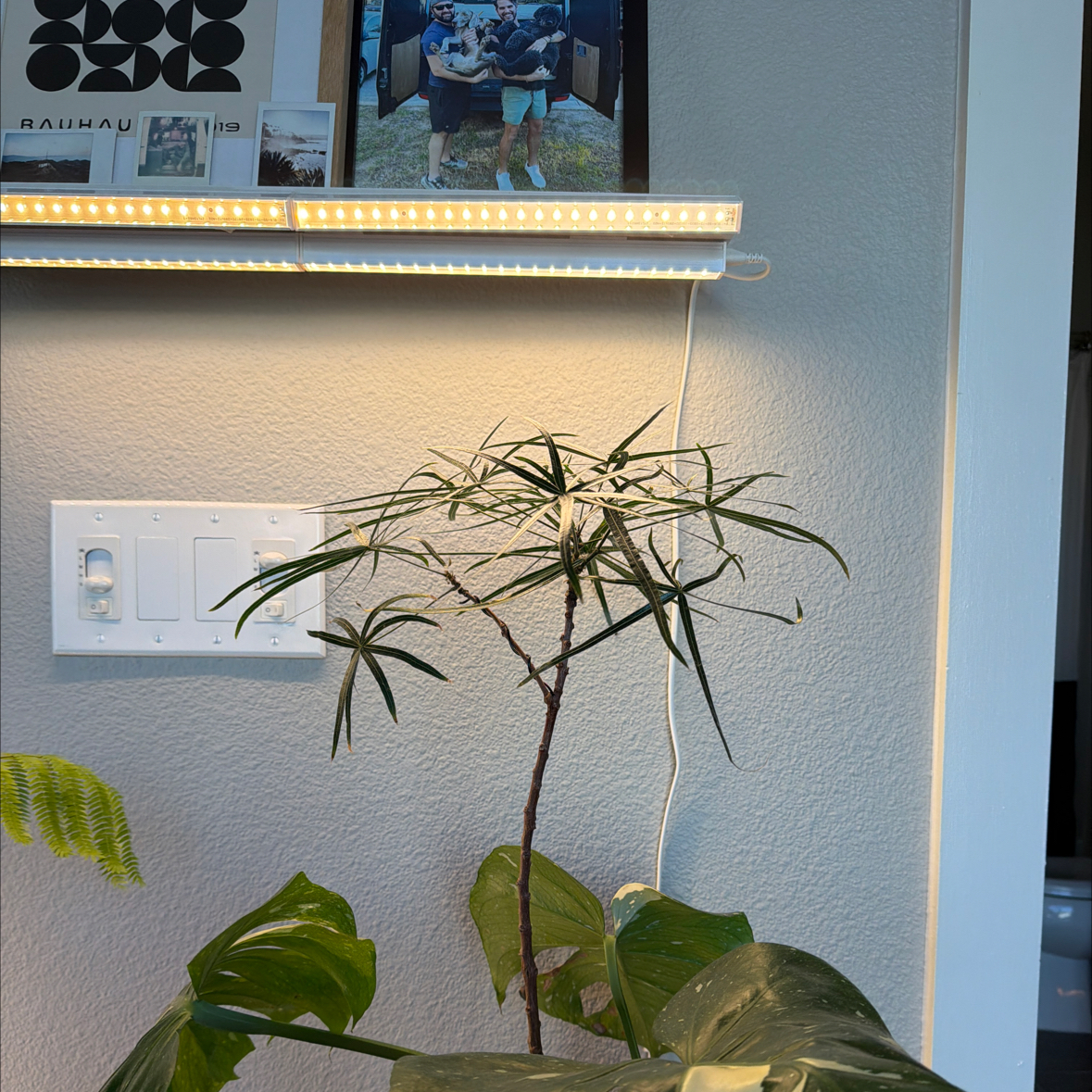 Photo of the plant species Queensland Bottle Tree by @GemHardhead73 named Sanders on Greg, the plant care app