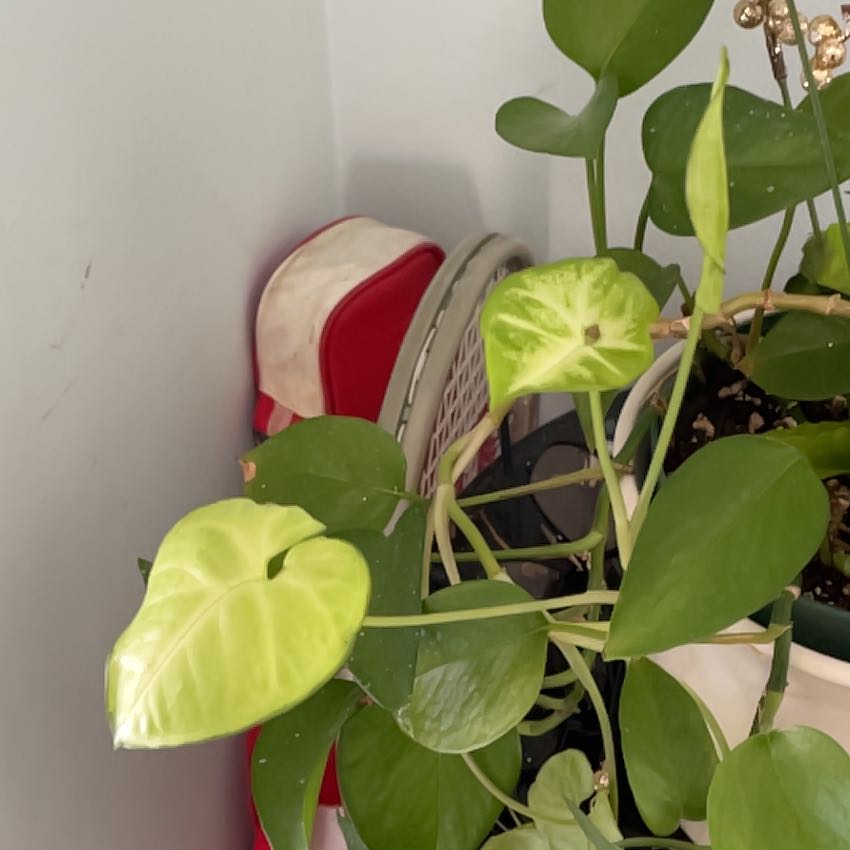 Photo of the plant species Madeira Vine by @SocialRye6 named Surya on Greg, the plant care app