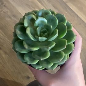 Photo of the plant species Elfstone by @CoolBacopa82 named Xena on Greg, the plant care app