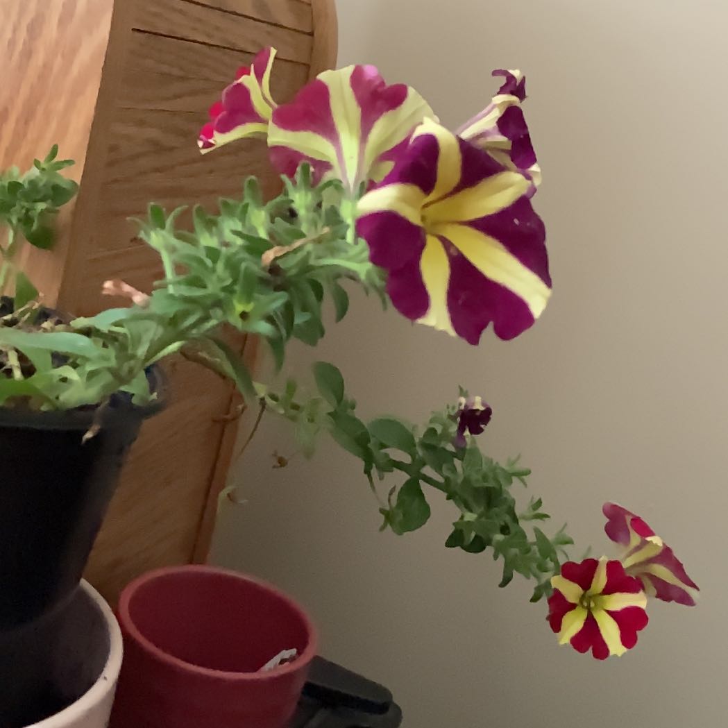 Photo of the plant species Petunia by @CoolBacopa82 named Plato on Greg, the plant care app
