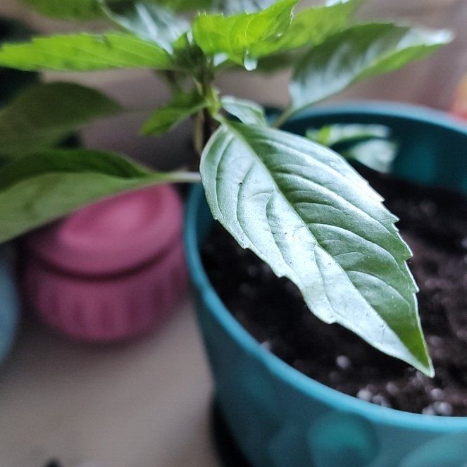 Photo of the plant species Thai Basil by @JazzedBetel named Terra on Greg, the plant care app