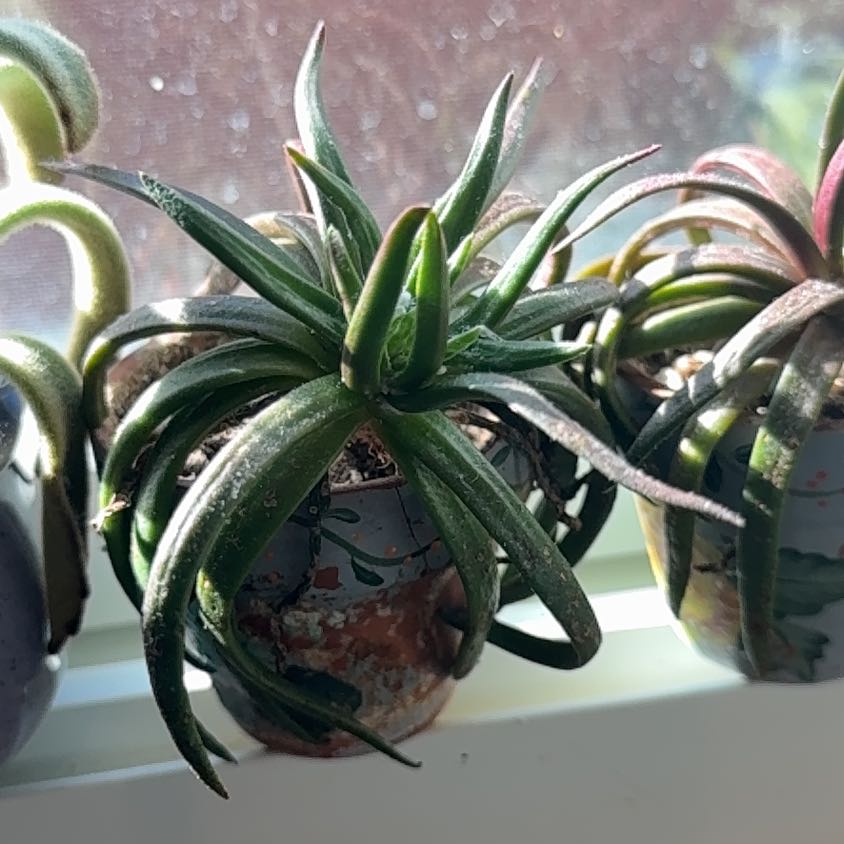 Photo of the plant species Alworthia 'Black Gem' by @FineTutu51 named da Vinci on Greg, the plant care app