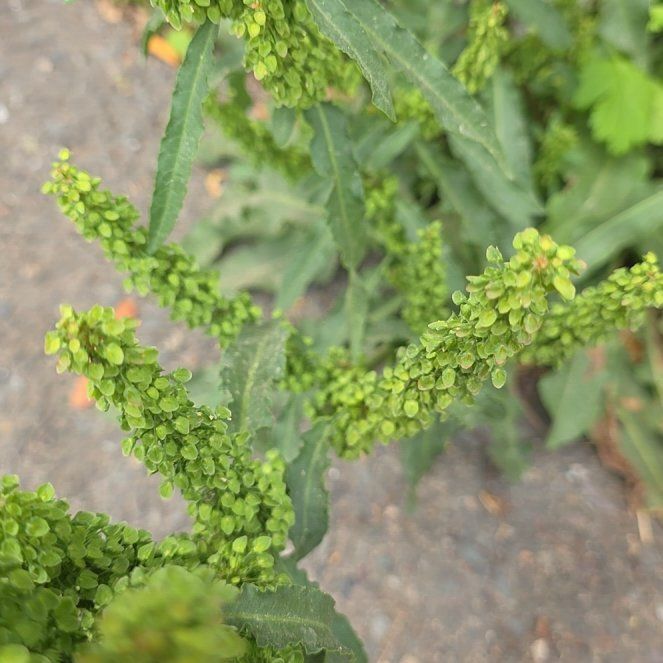 Photo of the plant species Rumex Crispus by @EuphoricSedge96 named Marley on Greg, the plant care app