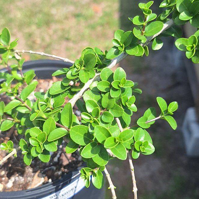 Photo of the plant species Premna by @DearPersia52 named Kylie on Greg, the plant care app
