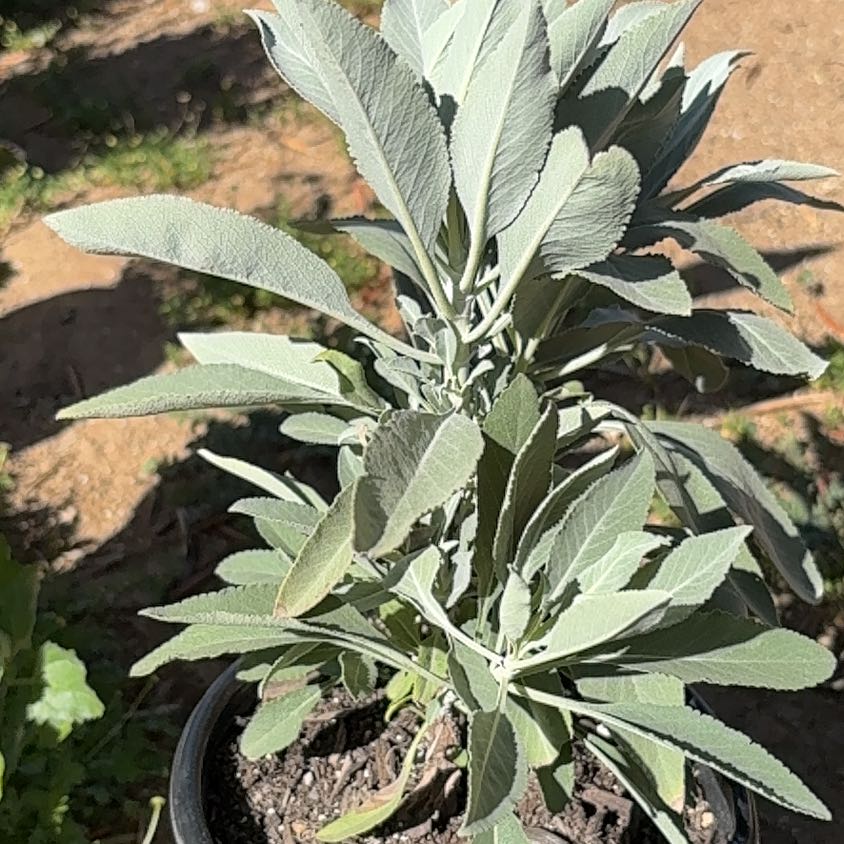 Photo of the plant species White Sage by @SirSunstar15 named Eva on Greg, the plant care app