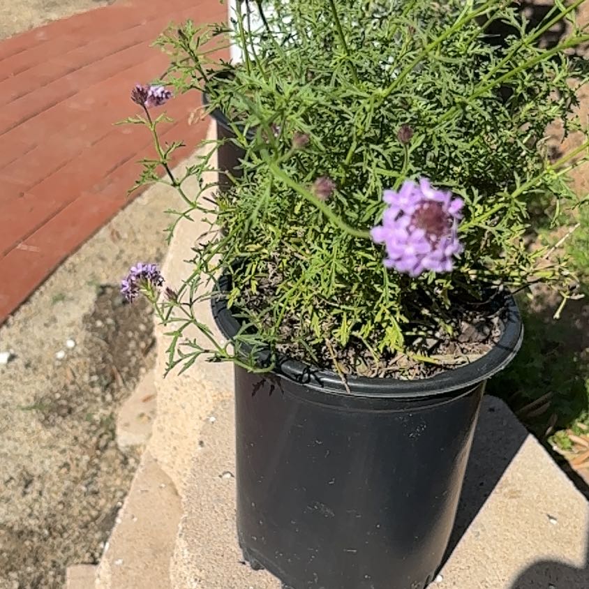 Photo of the plant species Tall Verbena by @SirSunstar15 named Captain Plant-it on Greg, the plant care app