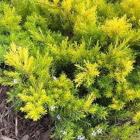 Photo of the plant species California Sunset Coleonema by @SirSunstar15 named Coco on Greg, the plant care app