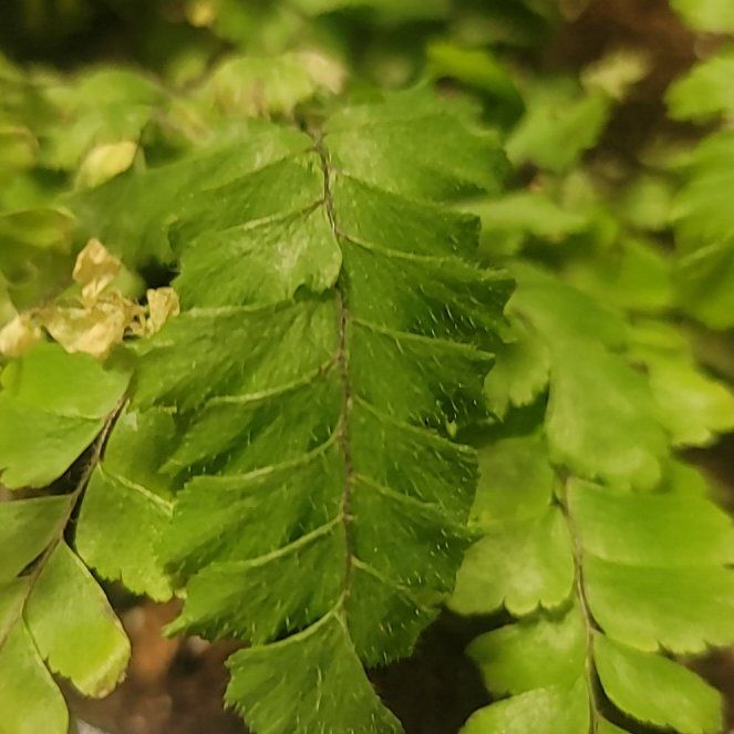Photo of the plant species Bronze Venus Fern by @BuffRedtree34 named Fernie Mercury on Greg, the plant care app