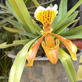 Photo of the plant species Humboldt's Lily by @CivicShallot76 named Duke on Greg, the plant care app