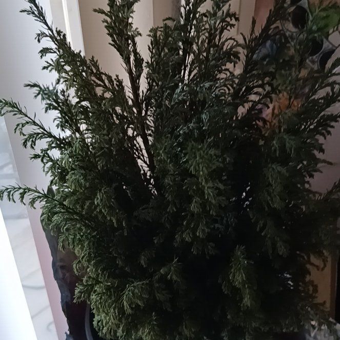 Photo of the plant species European Tree by @KeyCatpalm24 named Ulysses S Plant on Greg, the plant care app