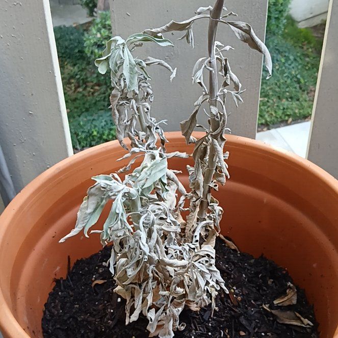 Photo of the plant species White Sage by @KeyCatpalm24 named Rainier on Greg, the plant care app
