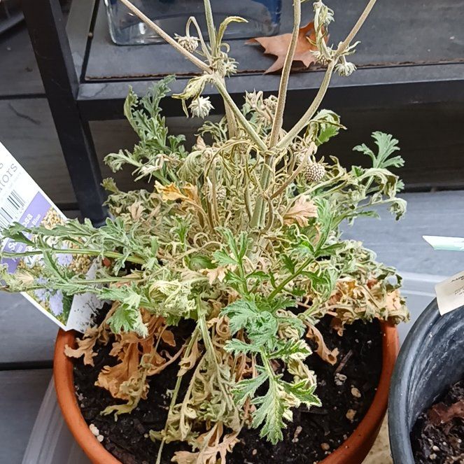 Photo of the plant species Scabiosa by @KeyCatpalm24 named Curie on Greg, the plant care app
