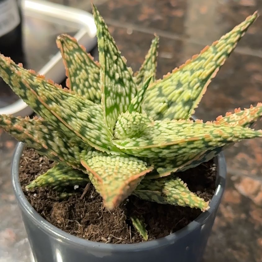 Photo of the plant species Aloe 'Firecracker' by @StableCaraway23 named Shenron on Greg, the plant care app