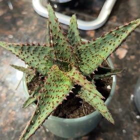 Photo of the plant species Aloe Hybrid by @StableCaraway23 named Rayquaza on Greg, the plant care app