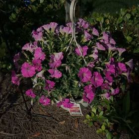 Photo of the plant species Petunia X Calibrachoa by @RadiantSunshyne named Terra on Greg, the plant care app