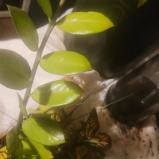 Photo of the plant species Zz by @LordlyPinoak41 named Kobe on Greg, the plant care app