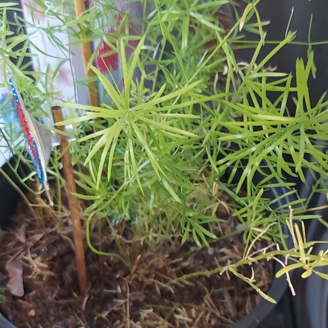 Photo of the plant species Fern by @RadCowvine92 named Girlfrond on Greg, the plant care app