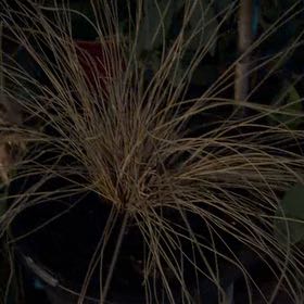 Photo of the plant species Silver Tussock by @ProperlyFuscia5 named Kendall on Greg, the plant care app