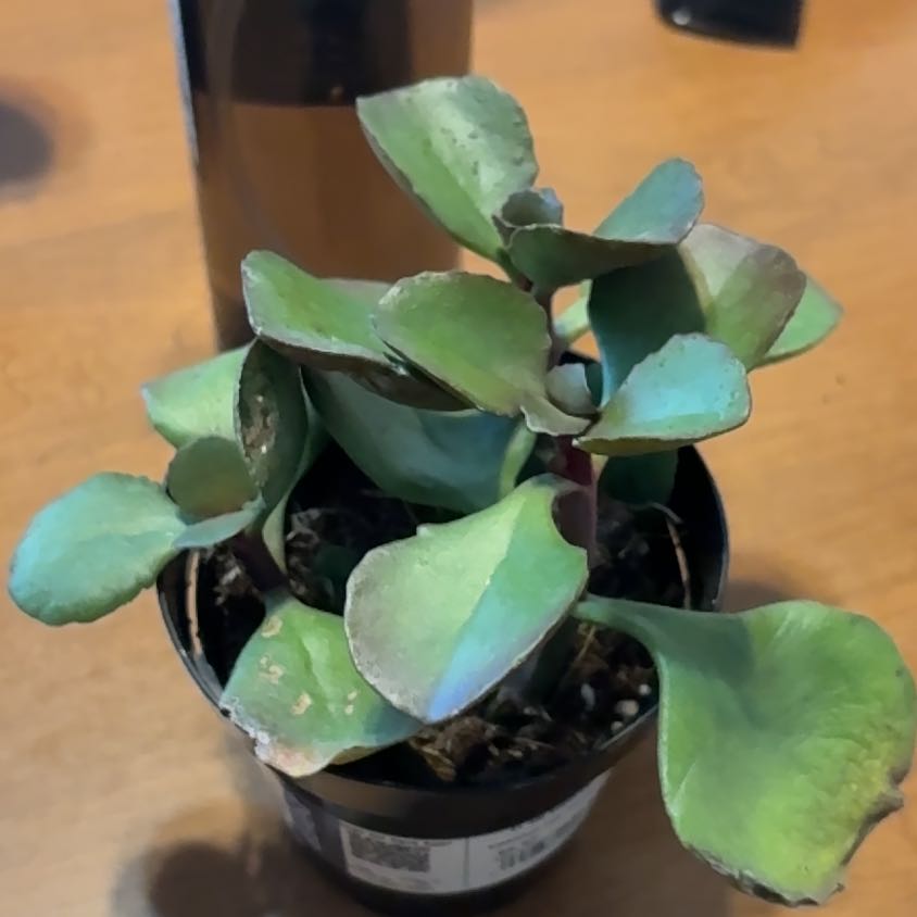 Photo of the plant species Kalanchoe 'Petra's Sunfire' by @shyanneebwl named Petra’s Sunfire on Greg, the plant care app