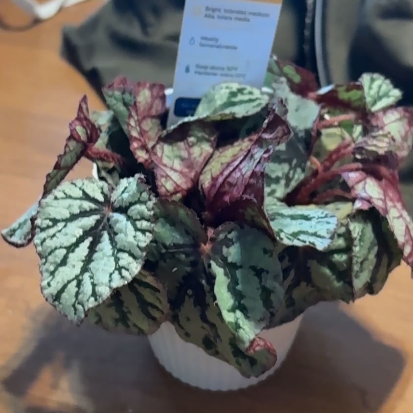Photo of the plant species Exotic Angel by @shyanneebwl named Bellus Ficus on Greg, the plant care app