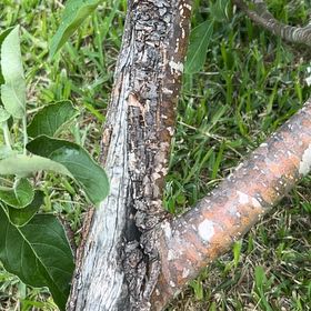 Photo of the plant species Common Gardenia by @CuriousHoya63 named Gates on Greg, the plant care app