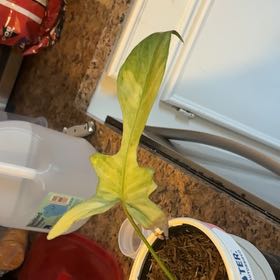 Photo of the plant species Flordia Ghost by @CompetentAlbo87 named Messi on Greg, the plant care app