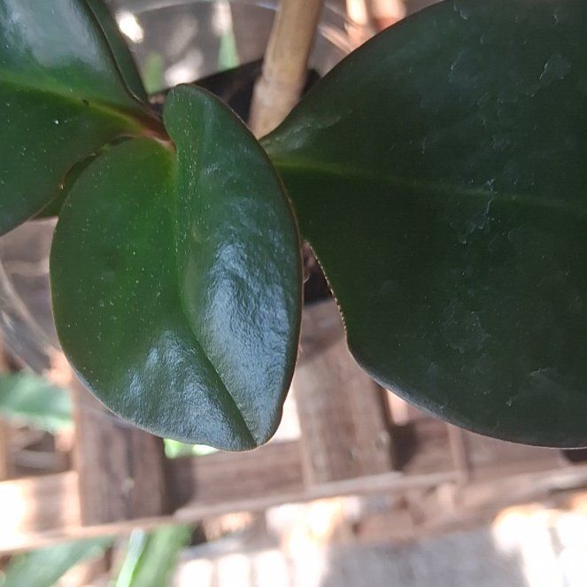 Photo of the plant species Karaka by @DurableAjwain91 named Lavender on Greg, the plant care app