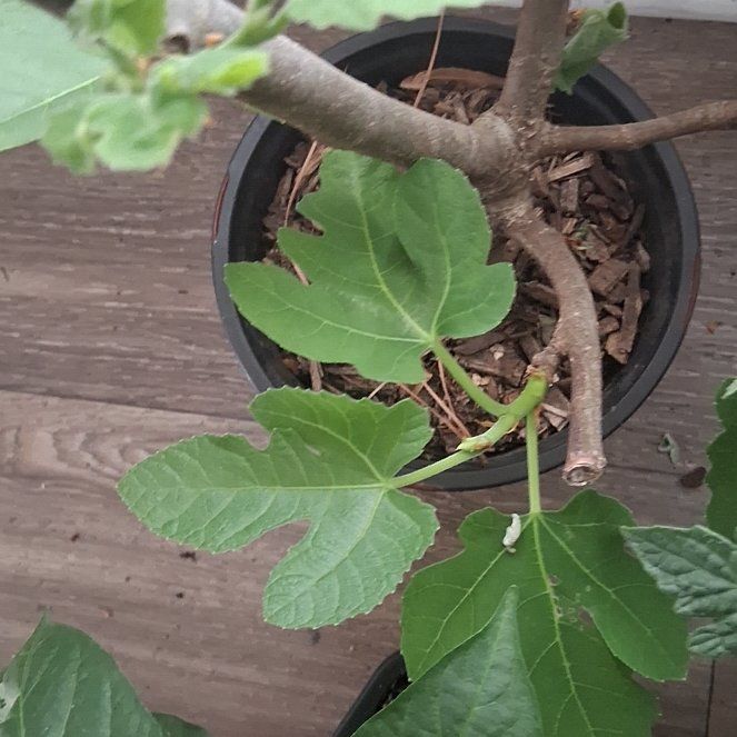 Photo of the plant species Brown Turkey Fig by @DurableAjwain91 named Madonna on Greg, the plant care app