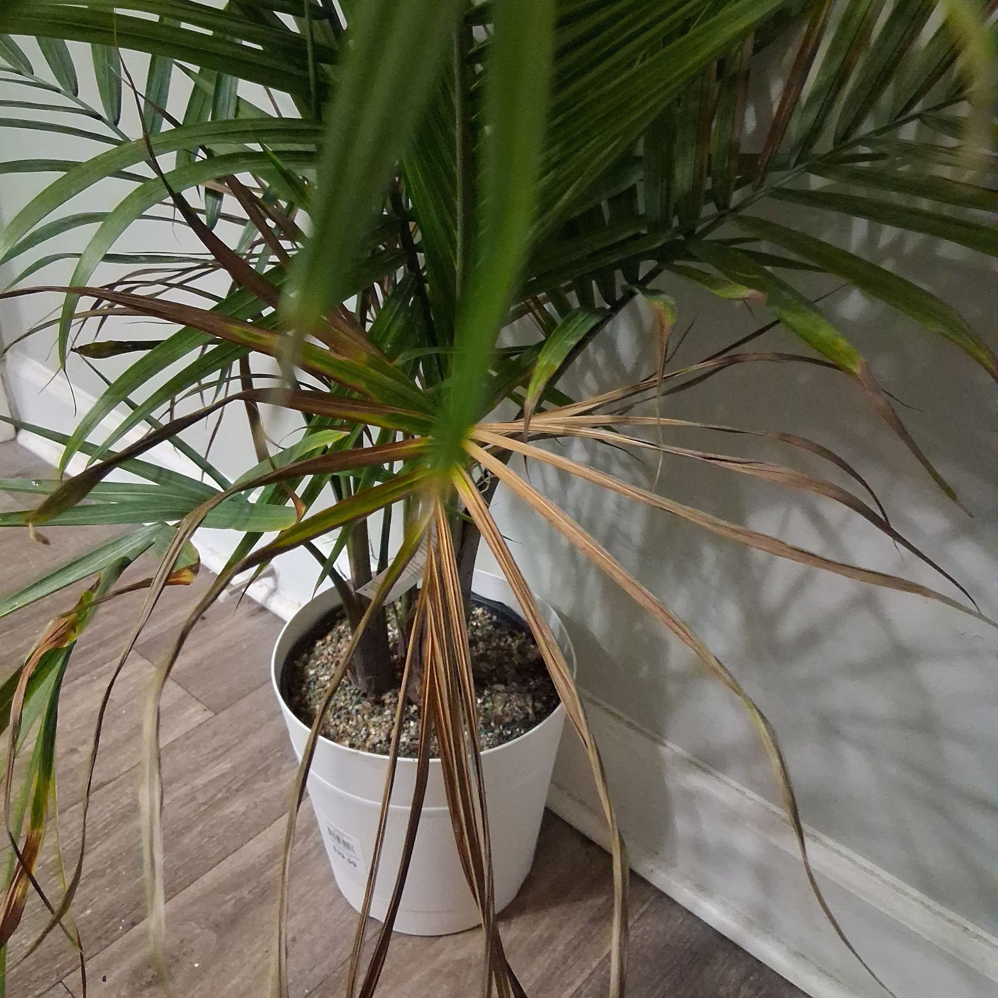 Photo of the plant species Majesty Palm by @DurableAjwain91 named Tree Diddy on Greg, the plant care app