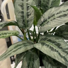 Photo of the plant species Silver Form by @SilkyYuzutree73 named Kylie on Greg, the plant care app