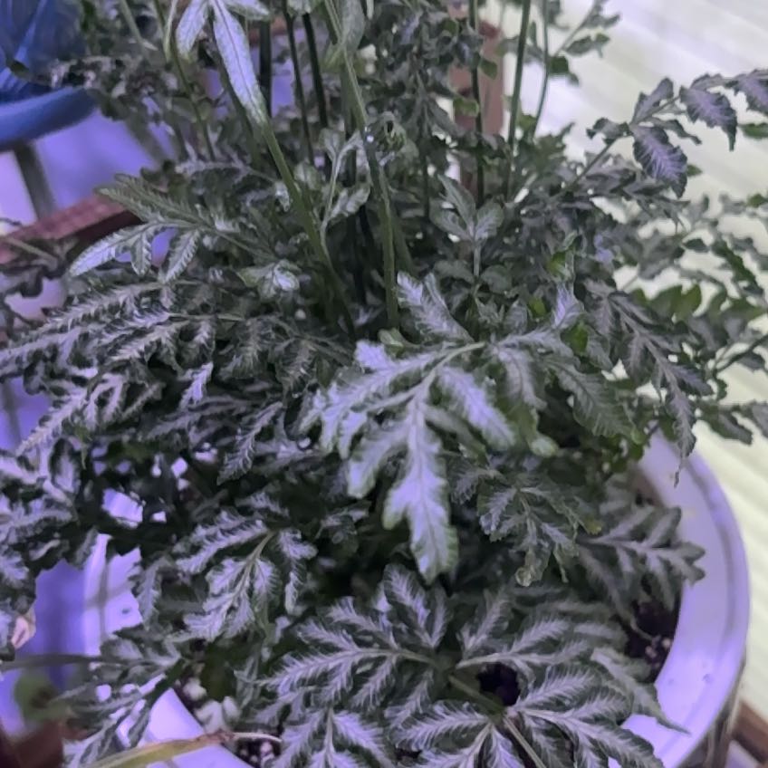 Photo of the plant species Silver Lace Fern by @SilkyYuzutree73 named Duke on Greg, the plant care app