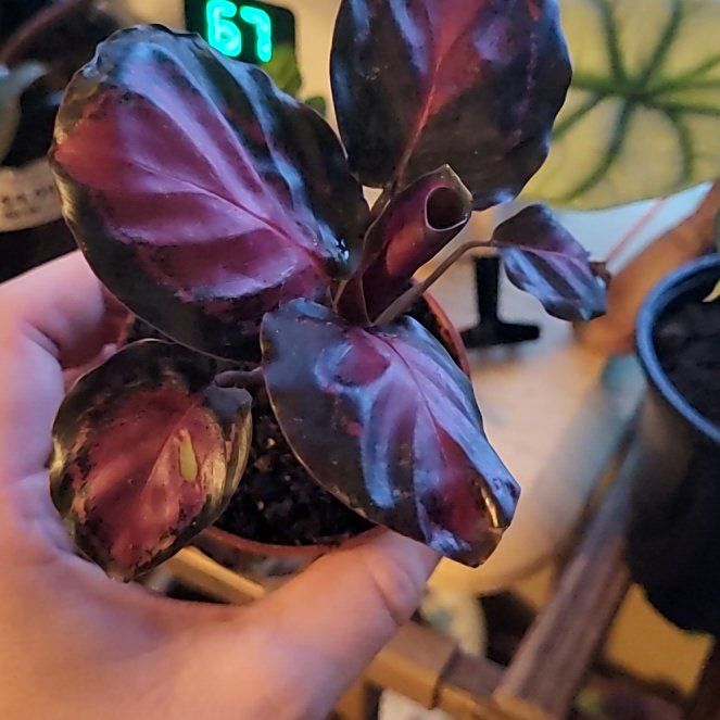 Photo of the plant species Crimson Calathea by @SwellJade94 named Denali on Greg, the plant care app
