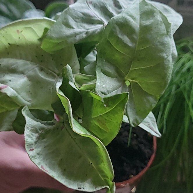 Photo of the plant species Nepthytis by @SwellJade94 named Coco on Greg, the plant care app