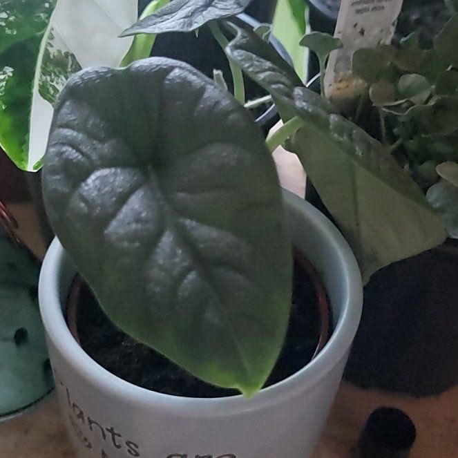 Photo of the plant species Alocasia 'Rugosa' by @SwellJade94 named Cleopatra on Greg, the plant care app