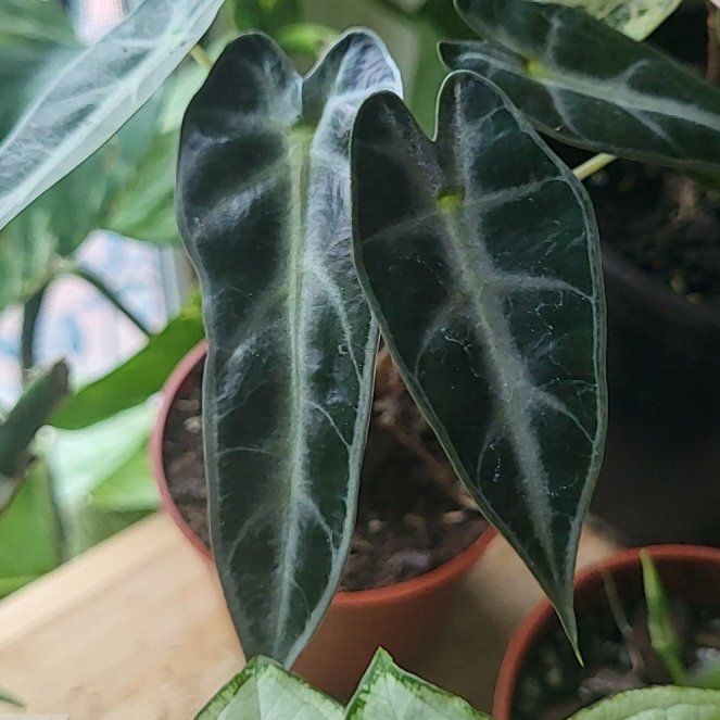 Photo of the plant species bambino arrow plant by @SwellJade94 named Beyonce on Greg, the plant care app