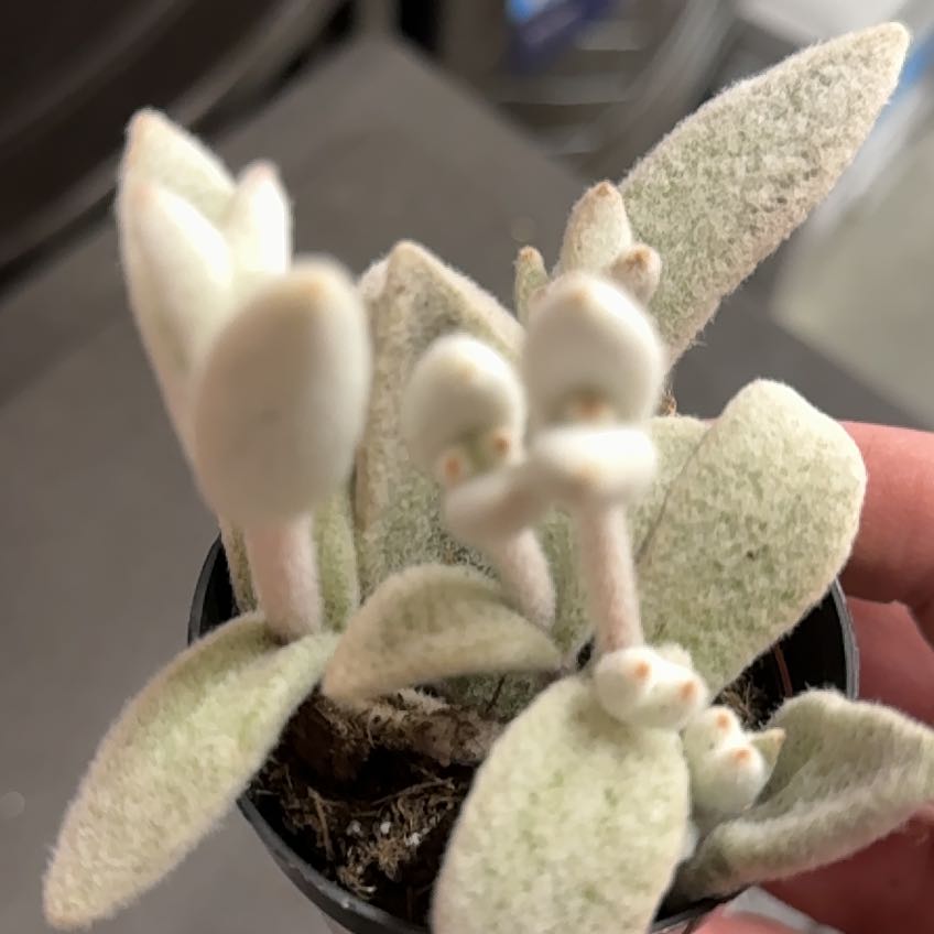 Photo of the plant species Snow White Panda Plant by @BigAcajou87 named Orlando Bloom on Greg, the plant care app