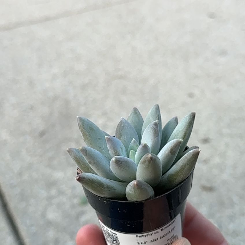 Photo of the plant species Pachyphytum 'Moonsilver' by @BigAcajou87 named Fernie Saunders on Greg, the plant care app