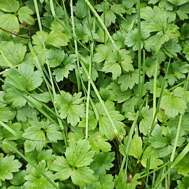 Photo of the plant species Creeping Buttercup by @BigMarimo73 named Walt on Greg, the plant care app